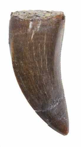 Serrated, Juvenile Tyrannosaur Tooth - Montana #43655